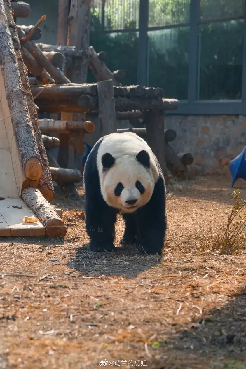 After - Glass Reflections Removed from a Zoo Panda Photo