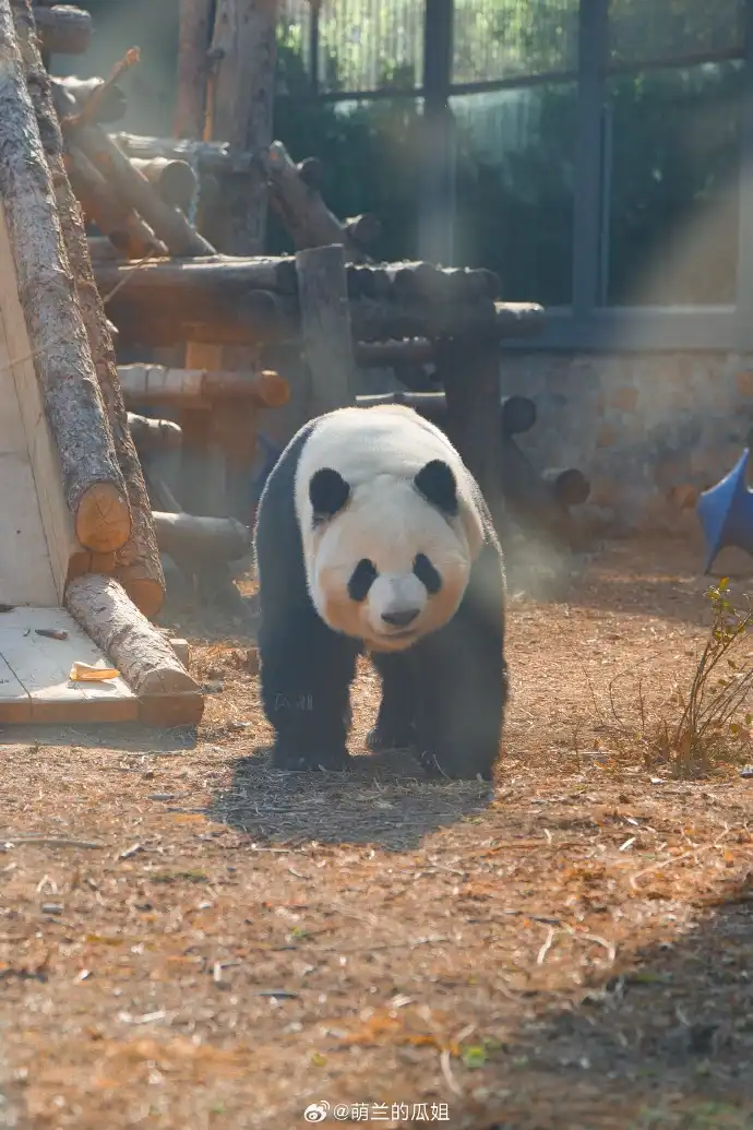 Before - Glass Reflections Removed from a Zoo Panda Photo